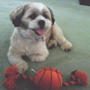 Meet your Posher, Joy